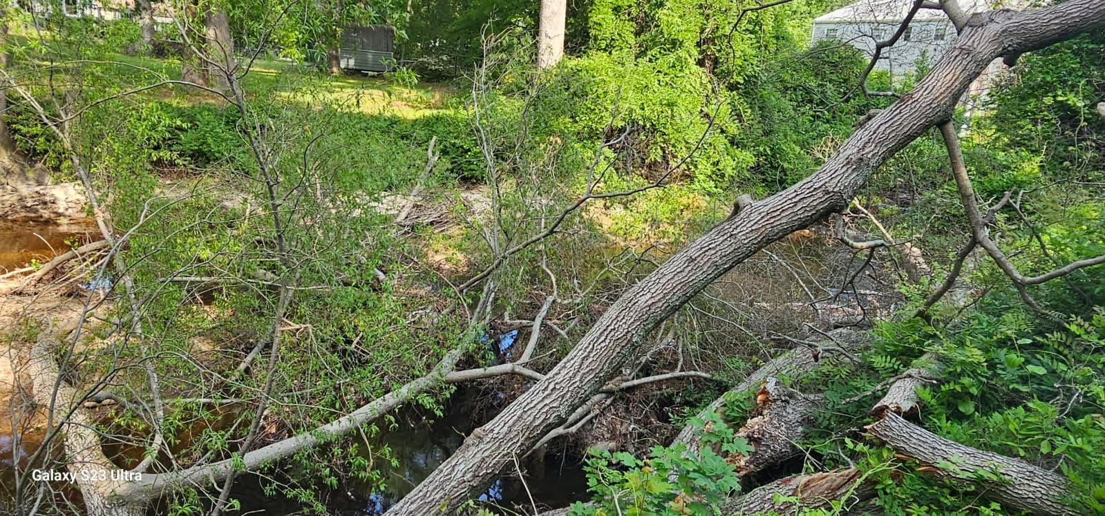 Rapid Storm Debris Cleanup in Chesterfield Area