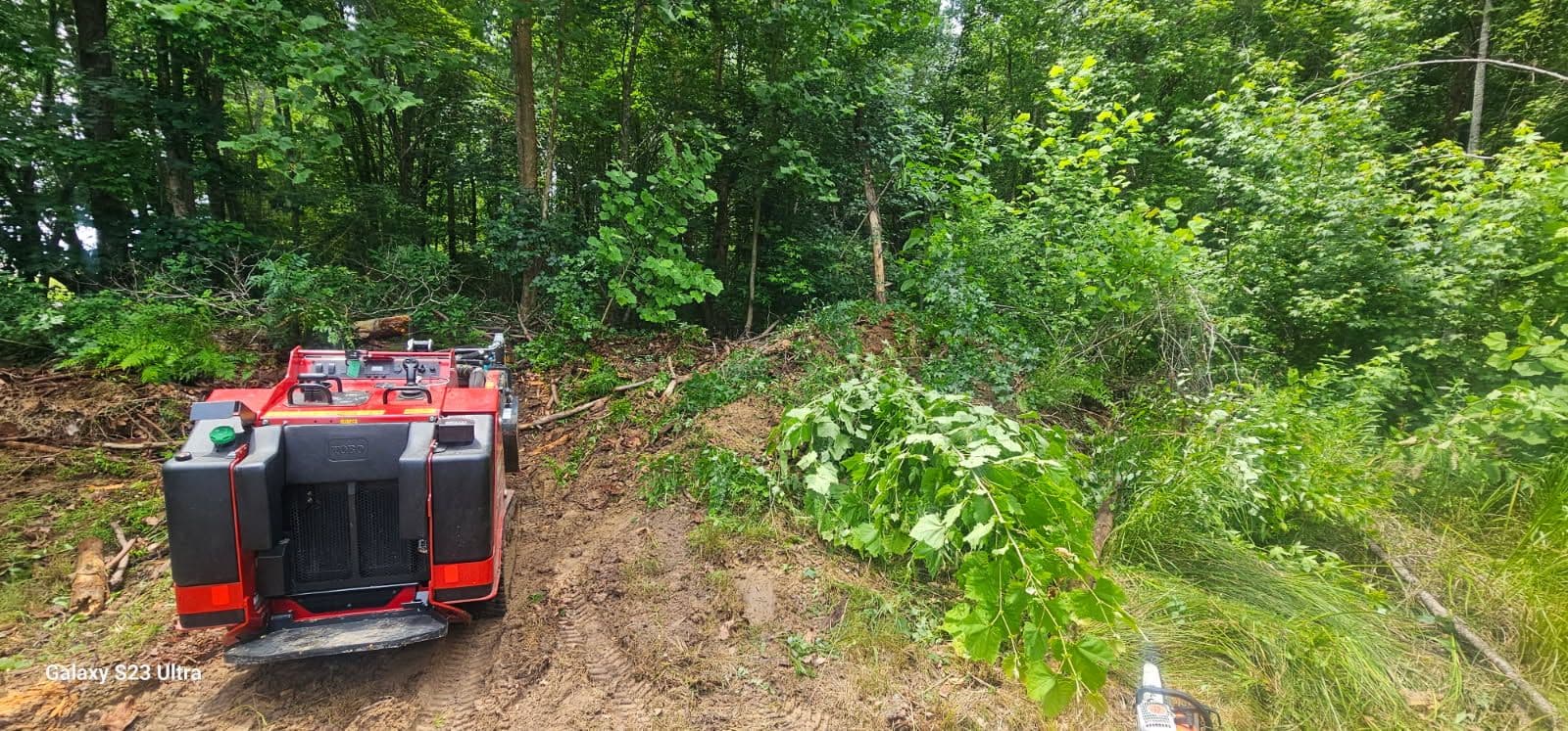 Efficient Brush Removal in Lush Chesterfield Forest image