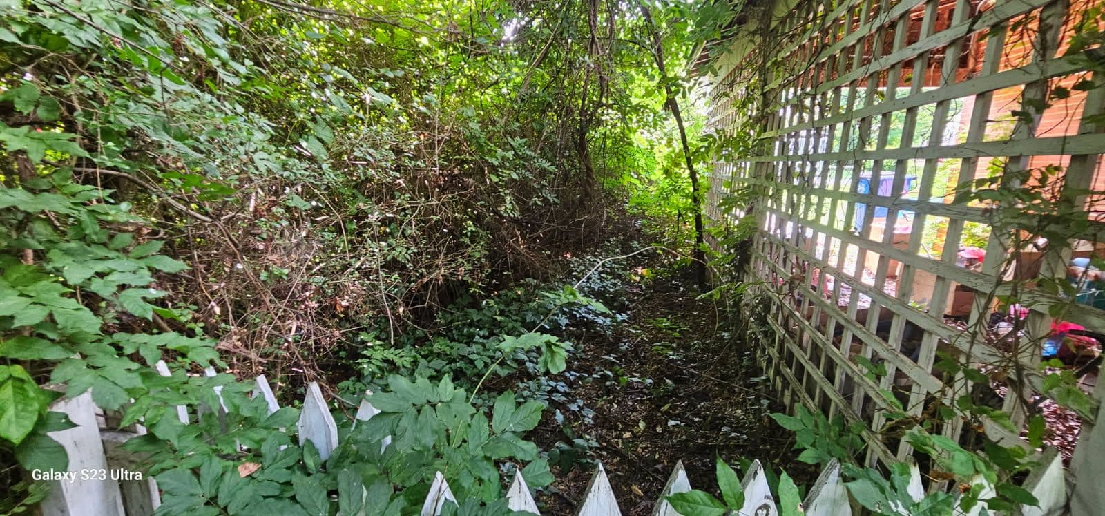 Reclaim Overgrown Spaces with Our Clearing Services image